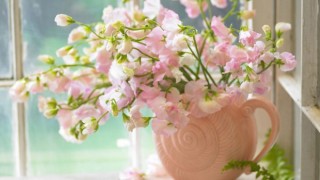 fiori-rosa-in-un-vaso_2044267216
